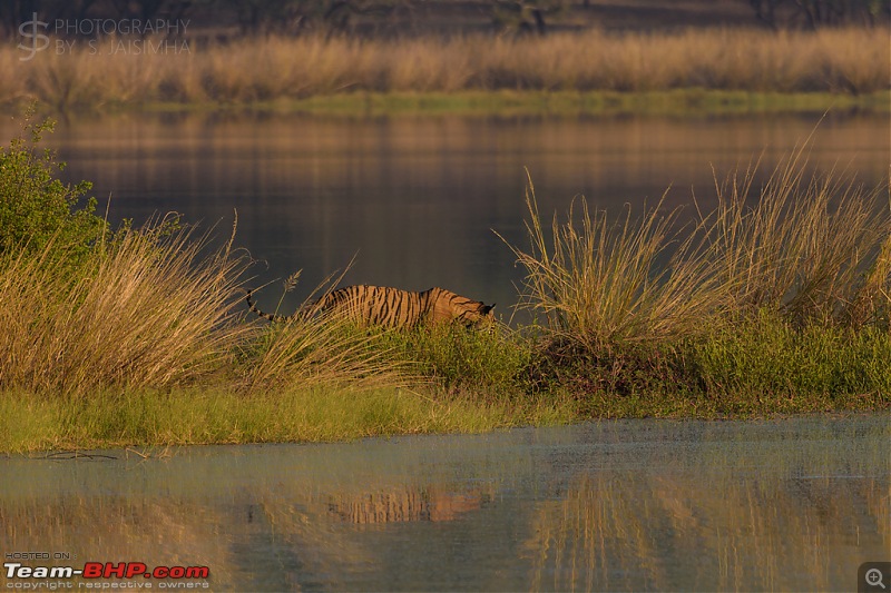 Ranthambore - Land of Tigers and more-rtmb6023.jpg