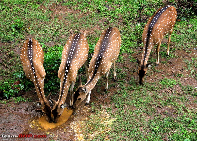 Hyd-Bandipur-Madumalai-Nagarhole-4-deers.jpg