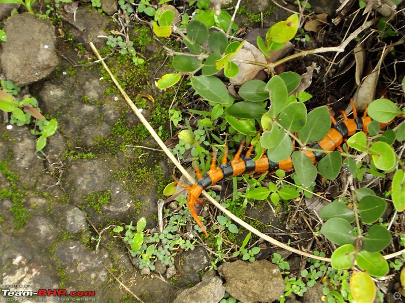 Monsoon masti: Malshej ghat, Jivdhan fort and Naneghat.-h-197.jpg