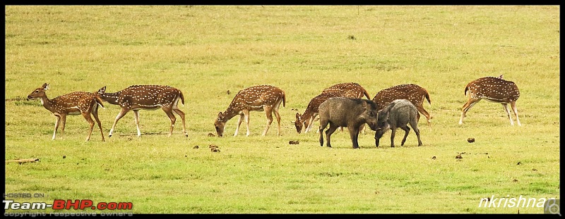 Photologue: Wildlife at Kabini-img_3190.jpg