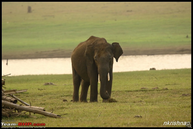 Photologue: Wildlife at Kabini-img_3359.jpg