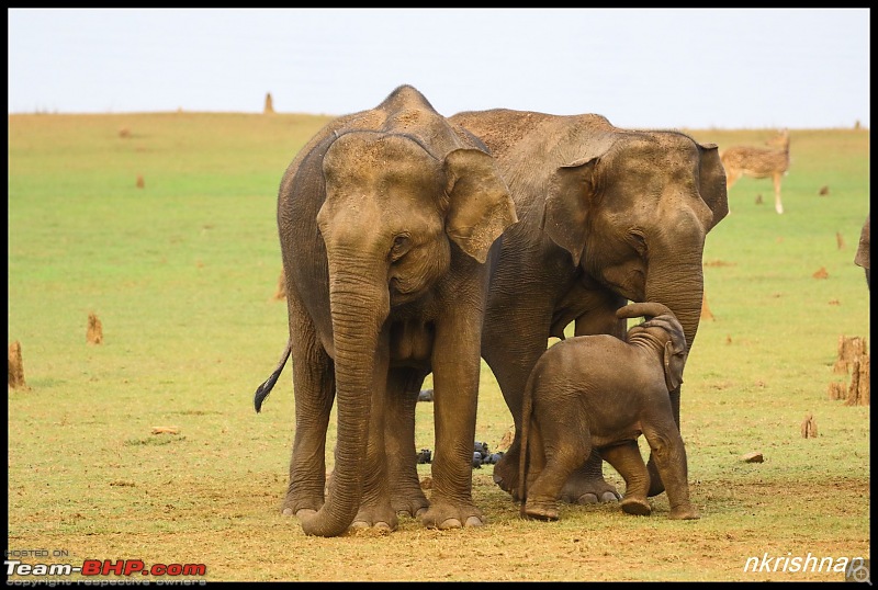 Photologue: Wildlife at Kabini-img_3505.jpg