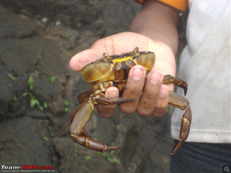 Monsoon masti: Malshej ghat, Jivdhan fort and Naneghat.-h-246.jpg