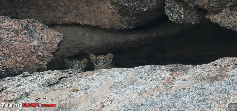 Wayanad: 100 meters away from the most elusive cat in the world  the Leopard!-capture5.jpg
