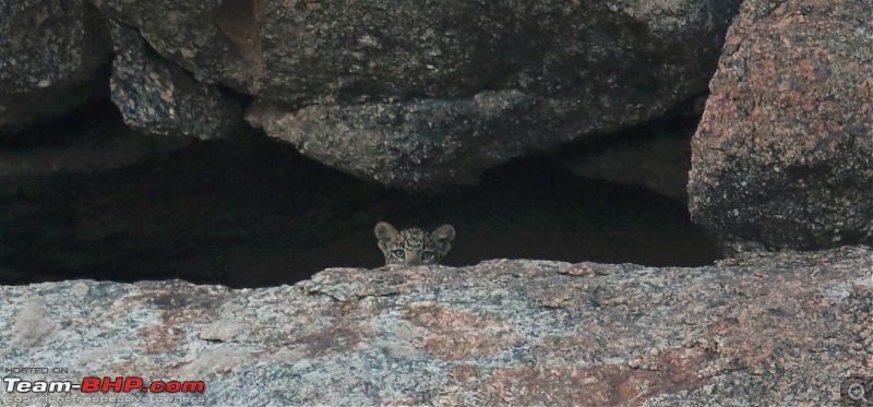 Wayanad: 100 meters away from the most elusive cat in the world  the Leopard!-cub.jpg