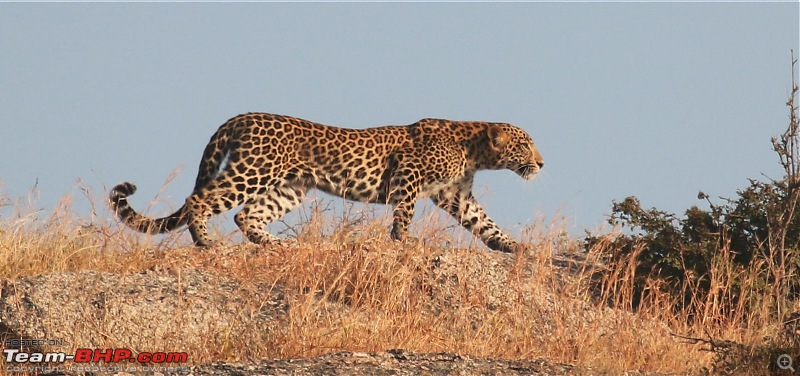 Wayanad: 100 meters away from the most elusive cat in the world  the Leopard!-leopard-walking.jpg