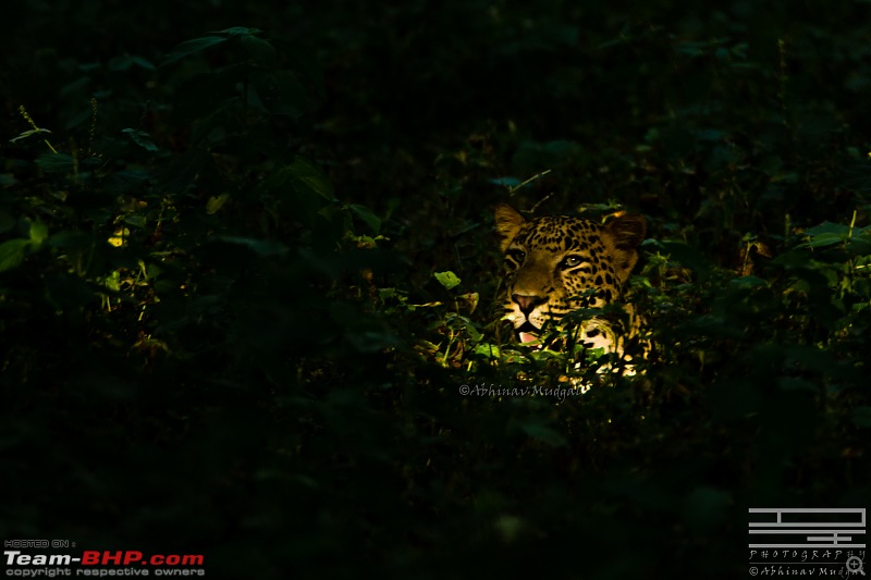 Rambling in the wild : Ranthambore, Jhalana, Bharatpur & more-avi_72243.jpg