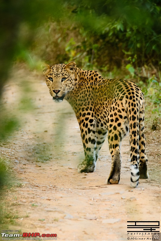 Rambling in the wild : Ranthambore, Jhalana, Bharatpur & more-avi_7580.jpg