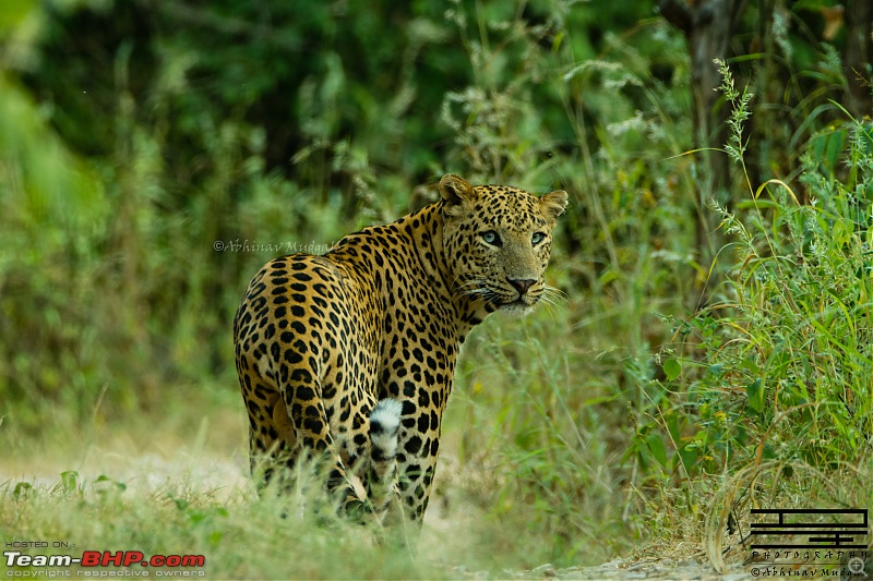 Rambling in the wild : Ranthambore, Jhalana, Bharatpur & more-avi_8329.jpg