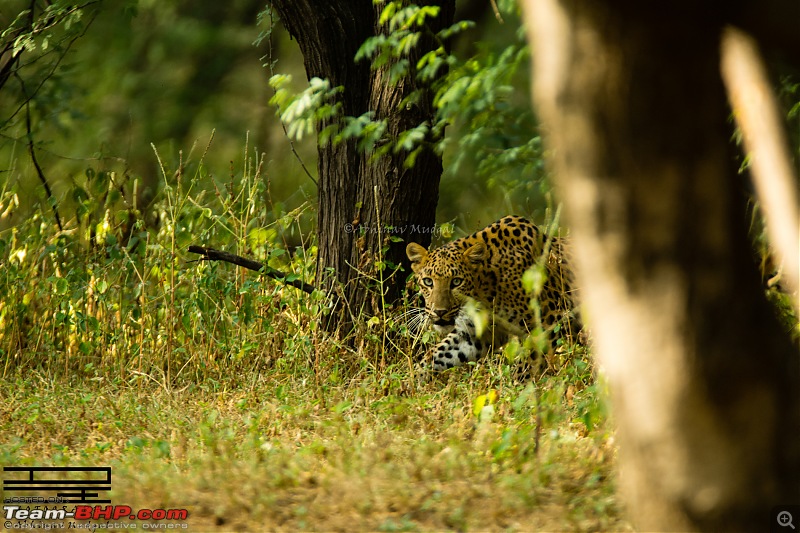 Rambling in the wild : Ranthambore, Jhalana, Bharatpur & more-avi_9038.jpg