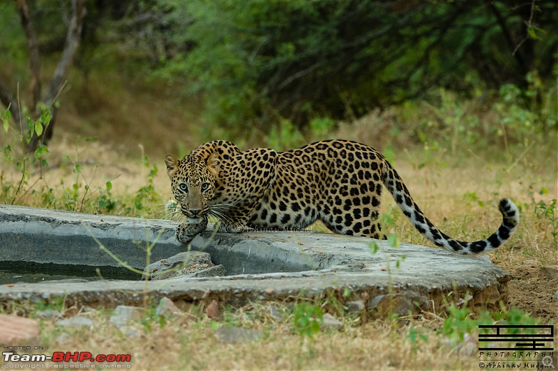 Rambling in the wild : Ranthambore, Jhalana, Bharatpur & more-avi_9220.jpg