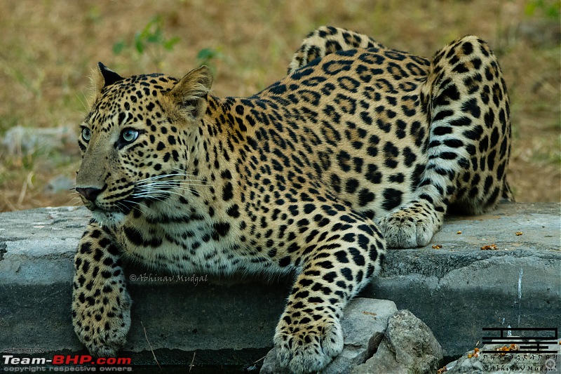 Rambling in the wild : Ranthambore, Jhalana, Bharatpur & more-avi_9438.jpg