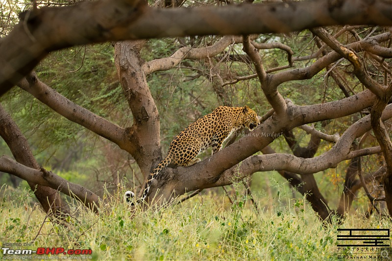 Rambling in the wild : Ranthambore, Jhalana, Bharatpur & more-avi_9678.jpg