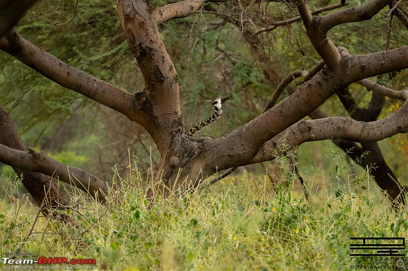 Rambling in the wild : Ranthambore, Jhalana, Bharatpur & more-avi_9718.jpg