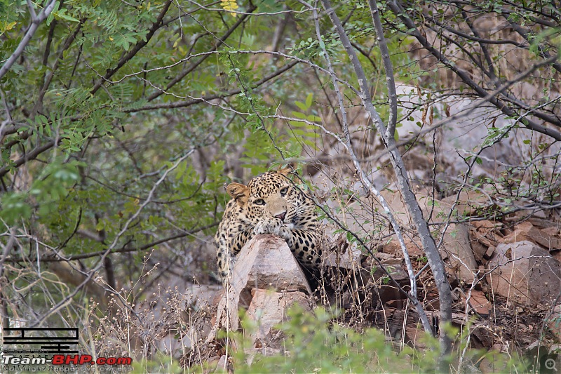 Rambling in the wild : Ranthambore, Jhalana, Bharatpur & more-avi_0630.jpg
