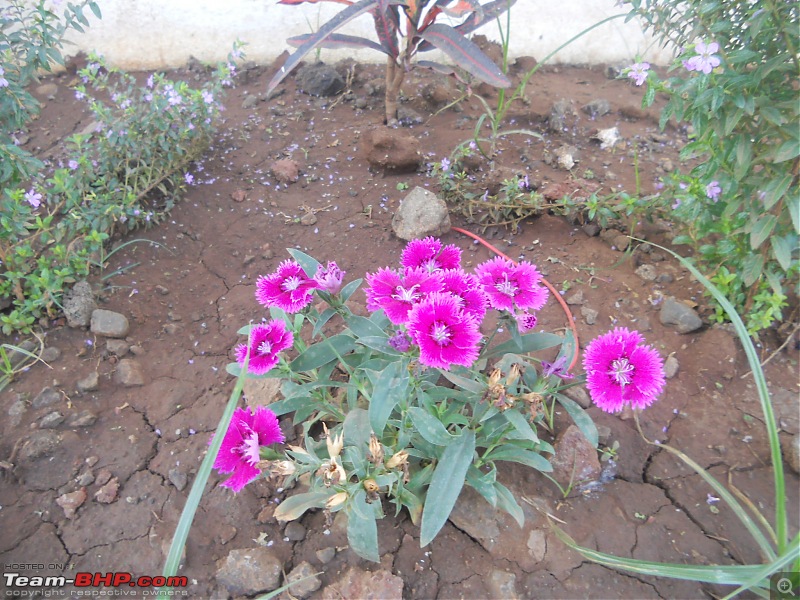 A day-trip: Baramotichi Vihir, Kaas Lake & Shivsagar Lake, Bamnoli-another-bunch-beautiful-flowers.jpg