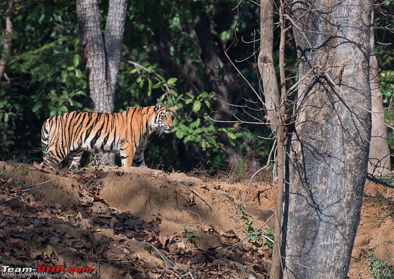 Tadoba Wilderness!-madhuri-cub1.jpg