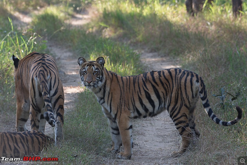 Tadoba Wilderness!-madhuri-cub3.jpg