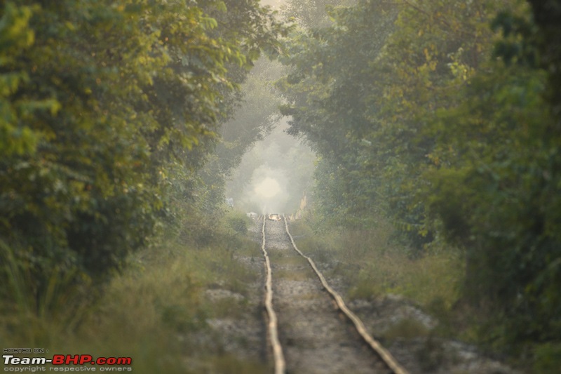 The misty grasslands & haunting sal forests of Dudhwa National Park-trainlinethroughtheforest2.jpg