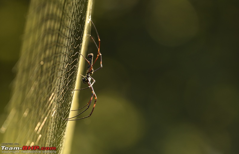 The misty grasslands & haunting sal forests of Dudhwa National Park-dsc_1164.jpg