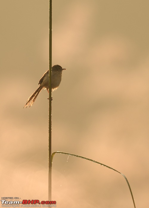 The misty grasslands & haunting sal forests of Dudhwa National Park-dsc_0943.jpg