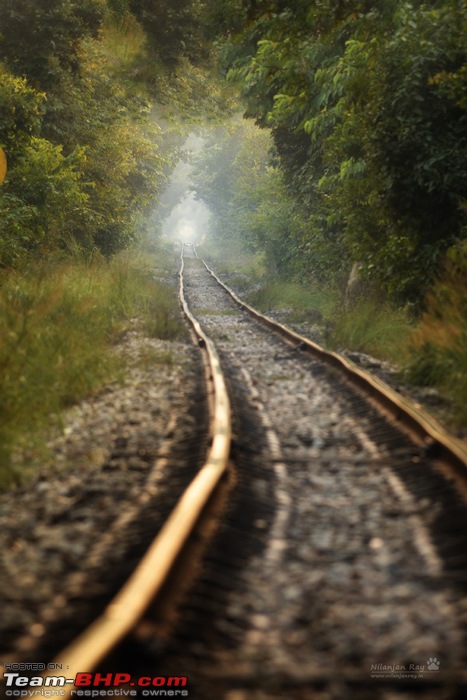 The misty grasslands & haunting sal forests of Dudhwa National Park-trainlinethroughtheforest.jpg