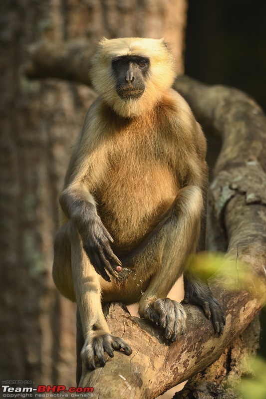 The misty grasslands & haunting sal forests of Dudhwa National Park-peeing_attitude_langur.jpg