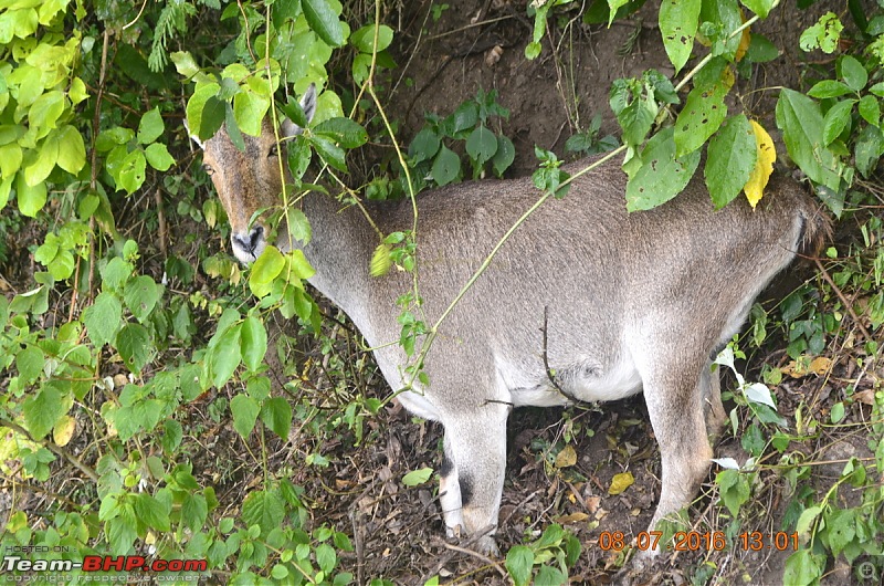 Bangalore - Valparai - Chinnar Wildlife Sanctuary-_dsc0563001.jpg