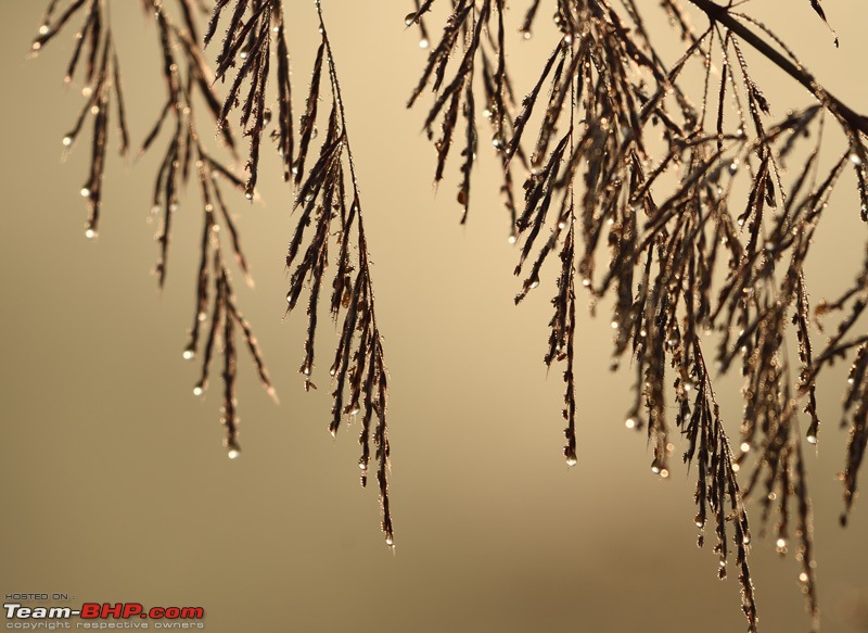 The misty grasslands & haunting sal forests of Dudhwa National Park-mini.jpg