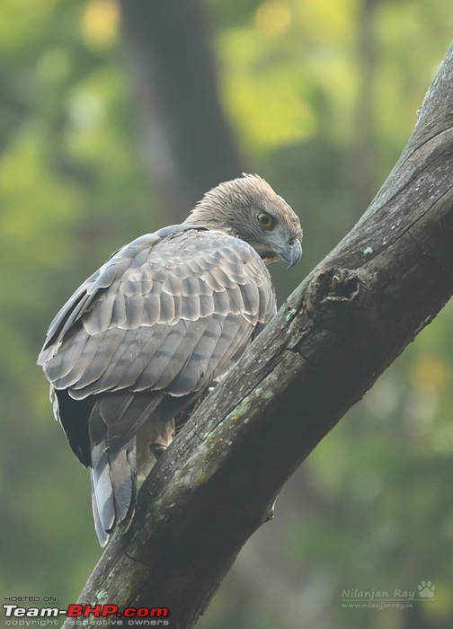 The misty grasslands & haunting sal forests of Dudhwa National Park-dsc_3701.jpg