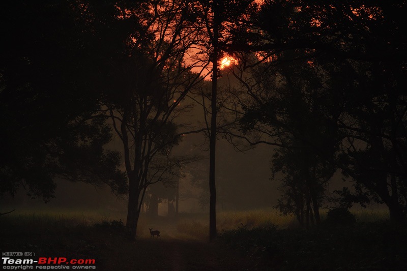 The misty grasslands & haunting sal forests of Dudhwa National Park-sun.jpg