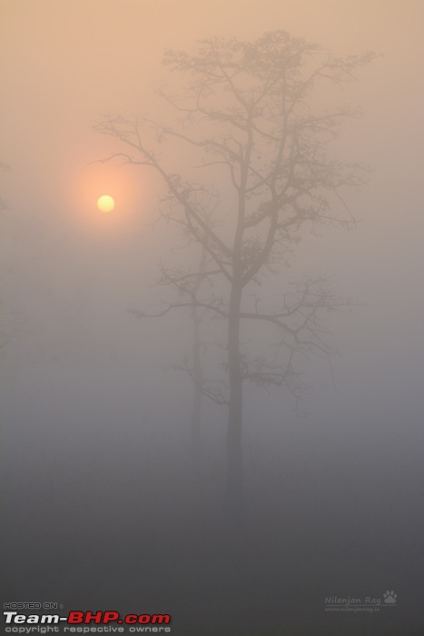 The misty grasslands & haunting sal forests of Dudhwa National Park-sunrisefromtheforestresthouse.jpg