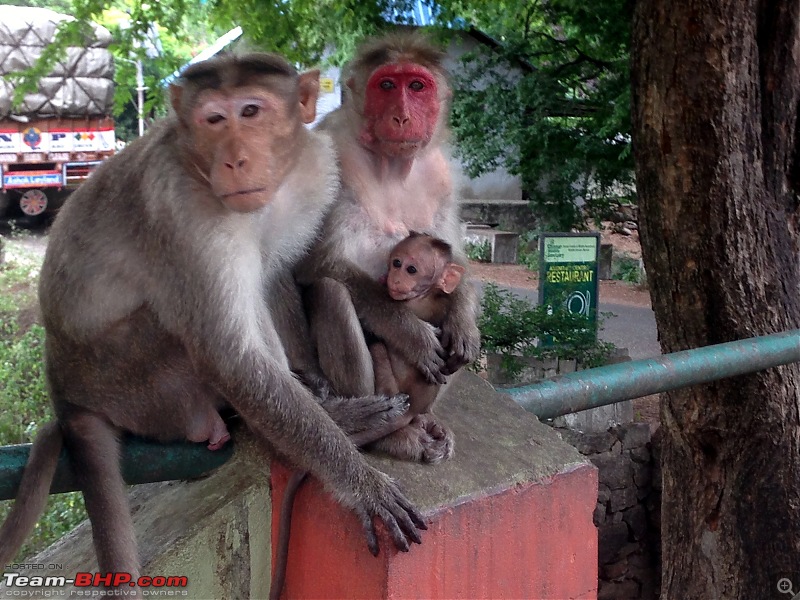 Bangalore - Valparai - Chinnar Wildlife Sanctuary-img_2461.jpg