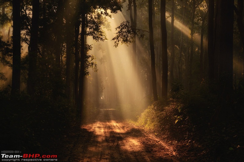 The misty grasslands & haunting sal forests of Dudhwa National Park-rays.jpg