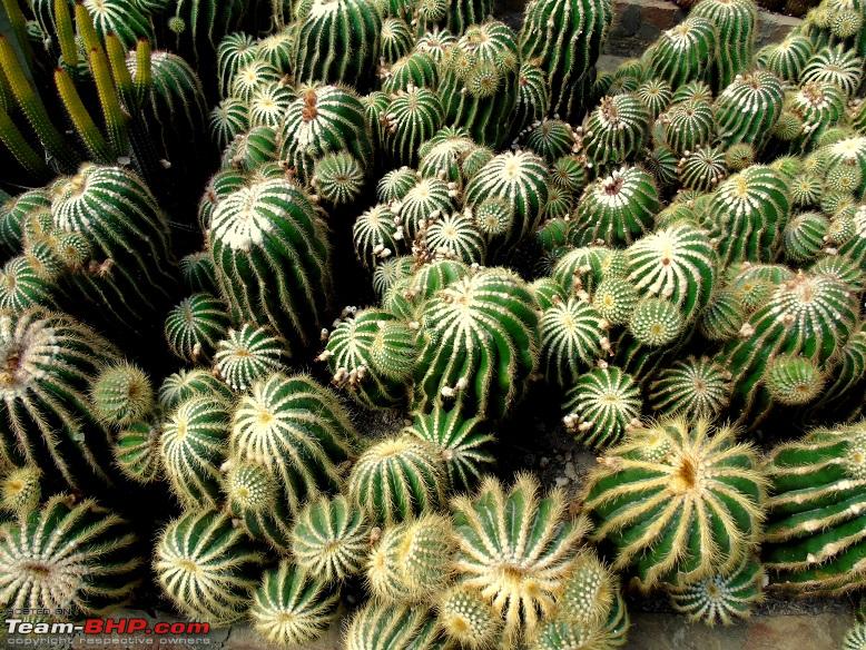 Name:  cactus   1.JPG
Views: 17063
Size:  330.9 KB