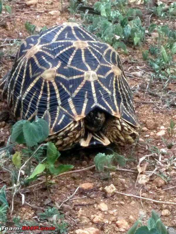 Bangalore - Valparai - Chinnar Wildlife Sanctuary-img_2871.jpg