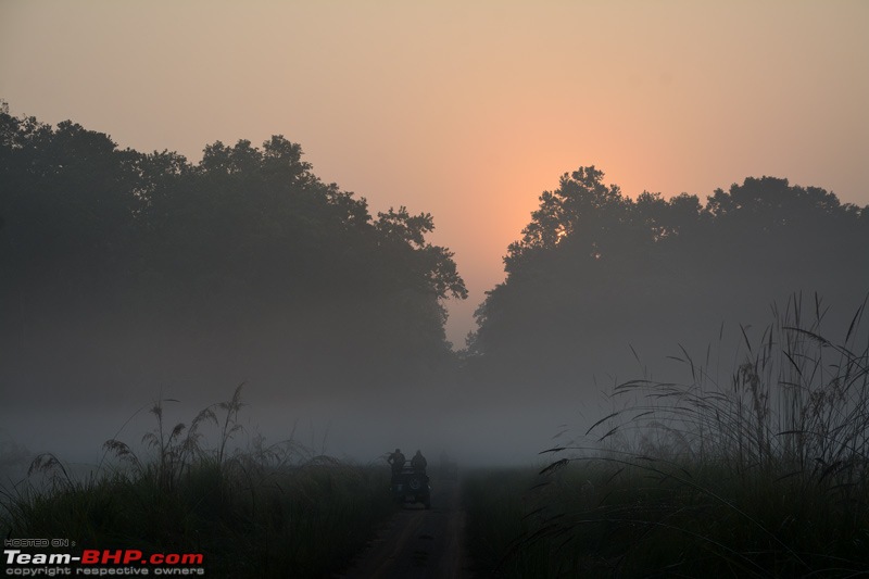 The misty grasslands & haunting sal forests of Dudhwa National Park-dsc_2222.jpg