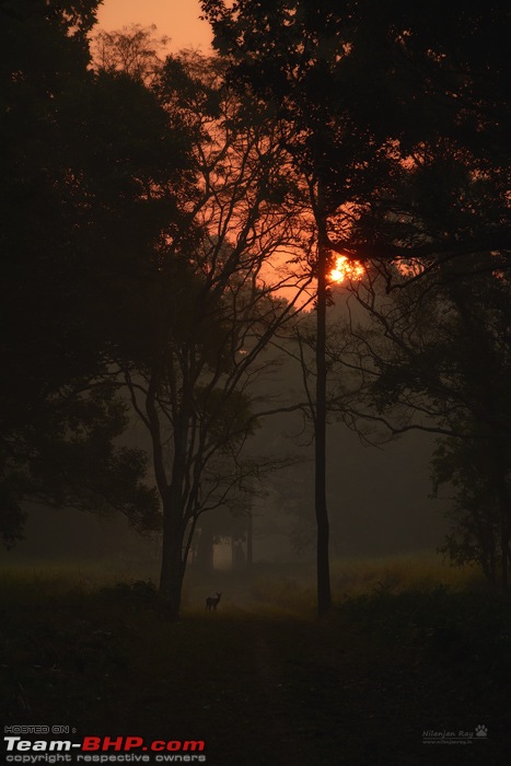 The misty grasslands & haunting sal forests of Dudhwa National Park-dsc_2171.jpg