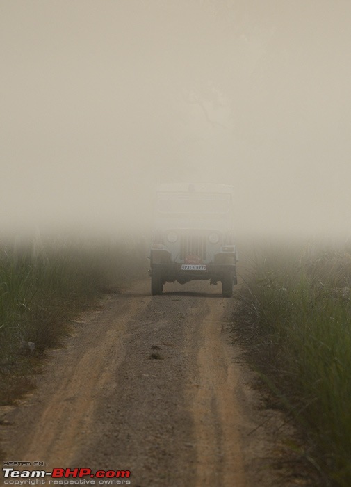 The misty grasslands & haunting sal forests of Dudhwa National Park-dsc_3612.jpg