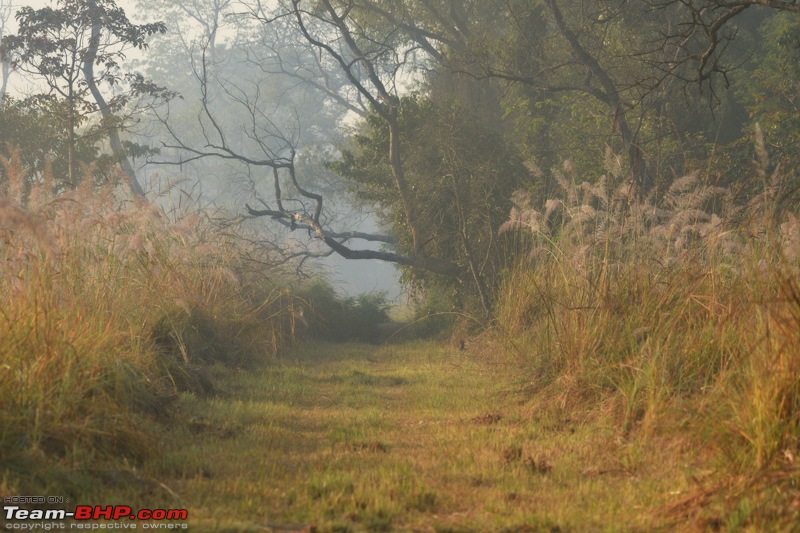 The misty grasslands & haunting sal forests of Dudhwa National Park-dsc_0922.jpg