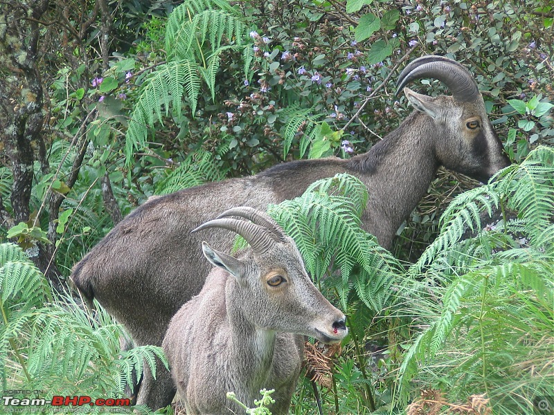 Civved : Kodaikanal, Munnar-thar5.jpg