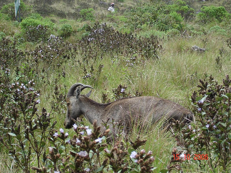 Civved : Kodaikanal, Munnar-thar11.jpg