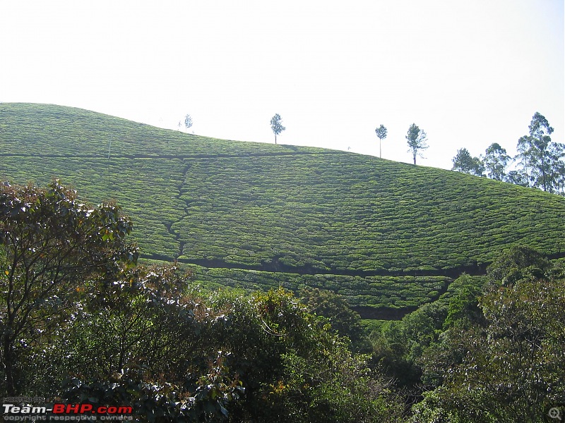 Civved : Kodaikanal, Munnar-valley9.jpg