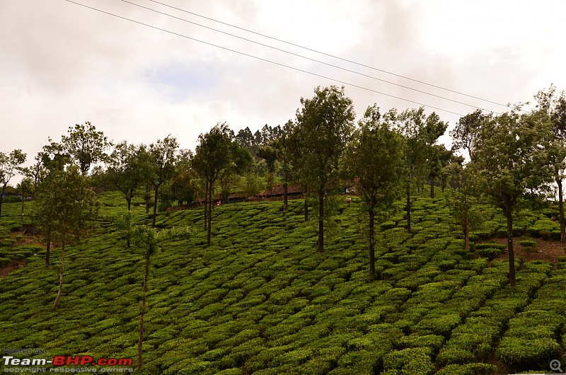 Road trip : Athirappilly & Valparai-08_dsc_0682.jpg