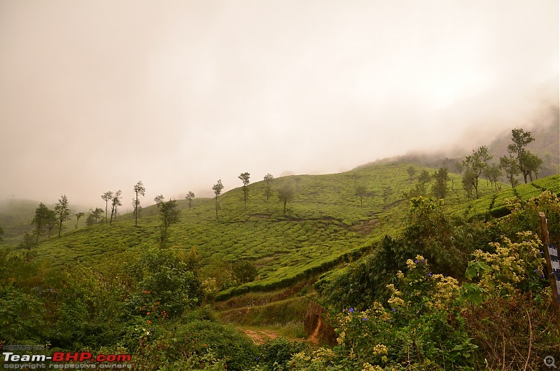 Road trip : Athirappilly & Valparai-04_dsc_0700.jpg