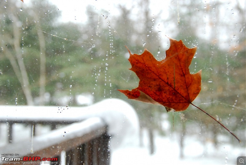 Canadascapes : Christmas at Algonquin Park-dsc_0024-large.jpg