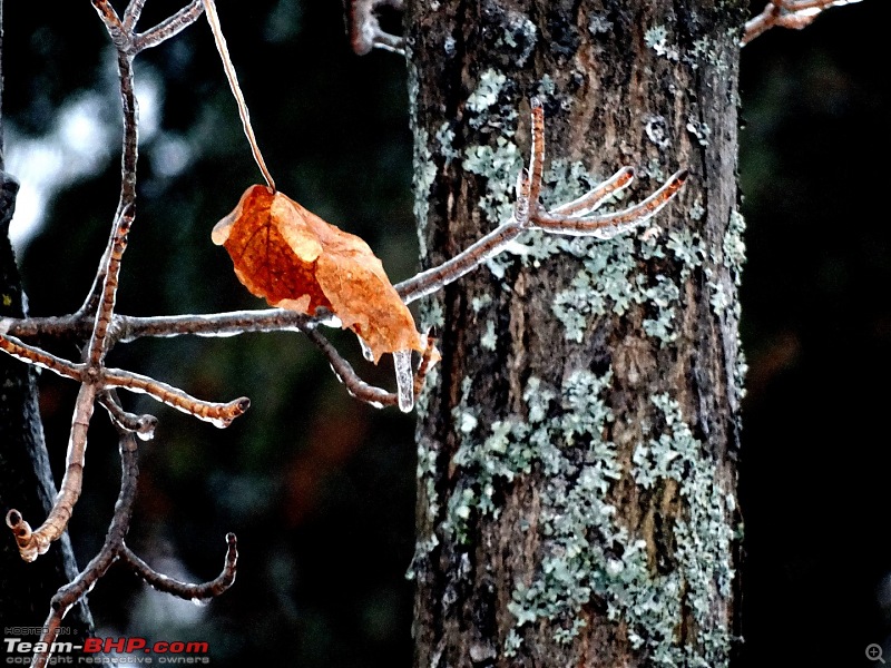 Canadascapes : Christmas at Algonquin Park-dsc03469-large.jpg