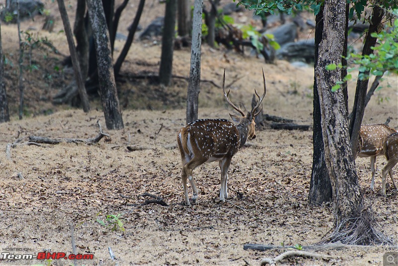 With Honda: 4 National Parks in Madhya Pradesh...and Khajuraho-aaa_7093.jpg