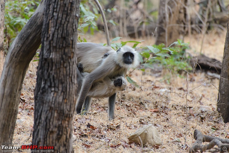 With Honda: 4 National Parks in Madhya Pradesh...and Khajuraho-aaa_7120.jpg