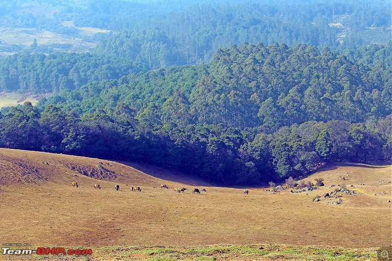 Bird watching in Nilgiris-distant-views-1.jpg